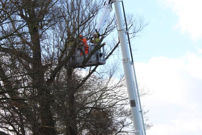 Dikke boom door storm gesplitst