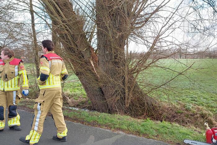 Dikke boom door storm gesplitst