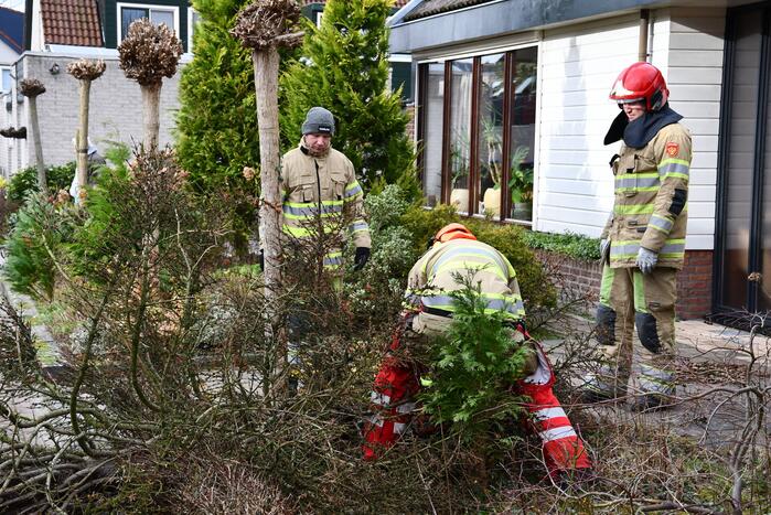 Boom waait uit voortuin over de weg