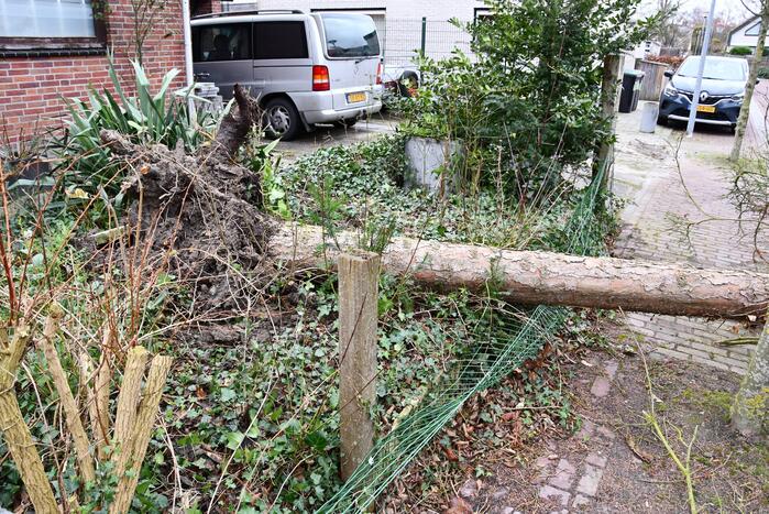 Boom waait uit voortuin over de weg
