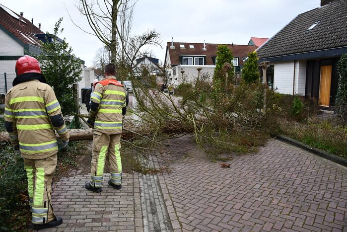 Boom waait uit voortuin over de weg