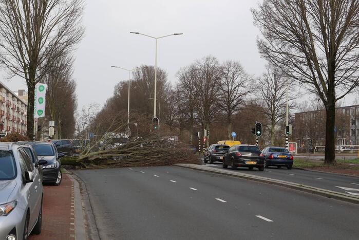 Grote boom waait om