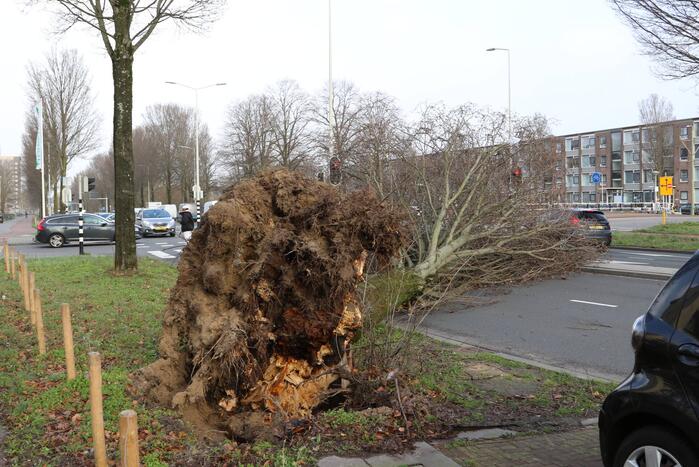 Grote boom waait om