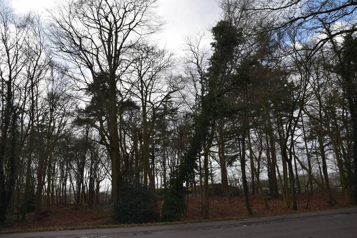 Brandweer laat boom gecontroleerd omvallen