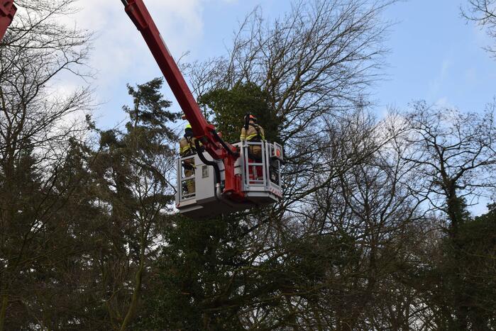 Brandweer laat boom gecontroleerd omvallen