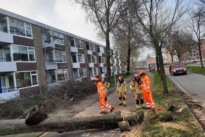 Grote boom waait over fietspad