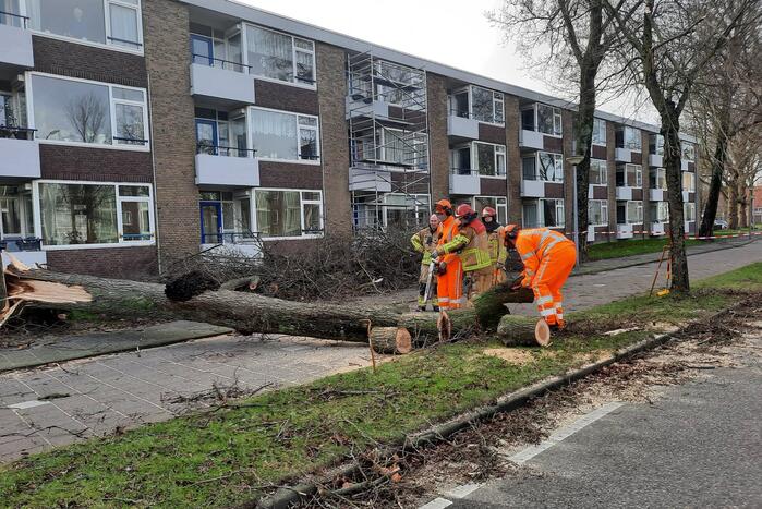 Grote boom waait over fietspad