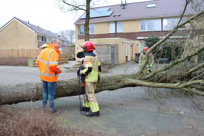 Drie bomen waaien om in dezelfde straat