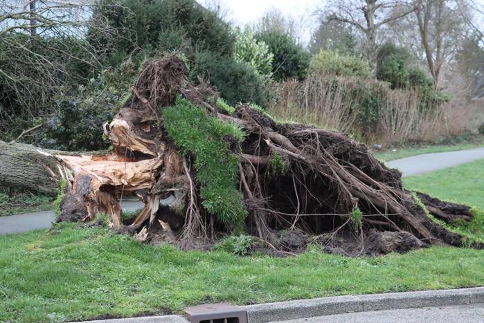 Drie bomen waaien om in dezelfde straat