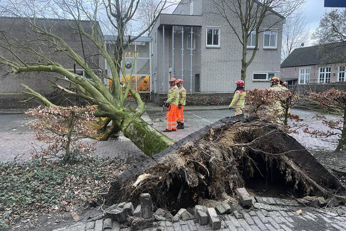 Grote boom valt op geparkeerde auto