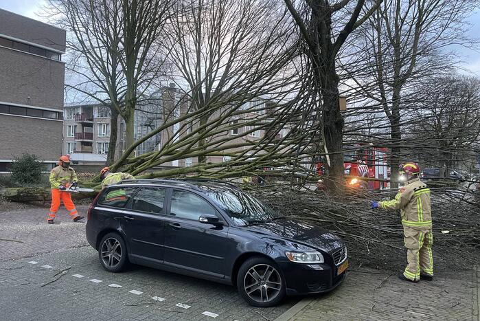 Grote boom valt op geparkeerde auto