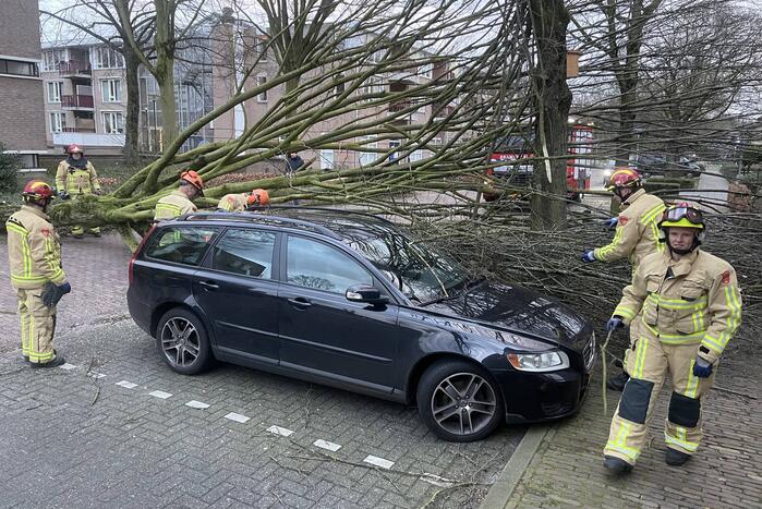 Grote boom valt op geparkeerde auto