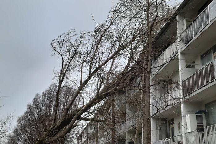 Boom waait tegen flat