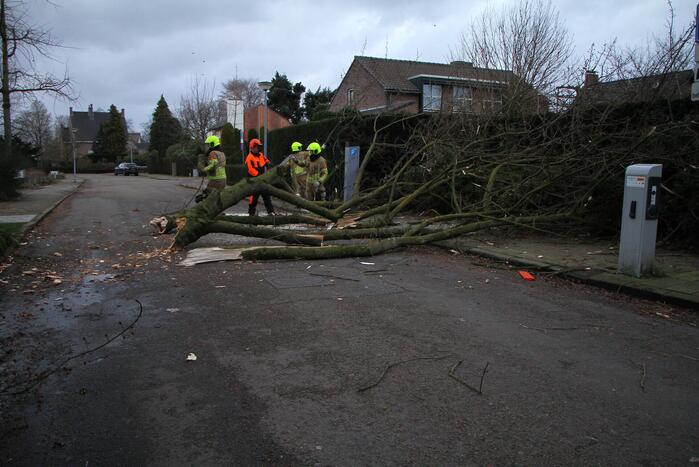Grote tak breekt uit boom