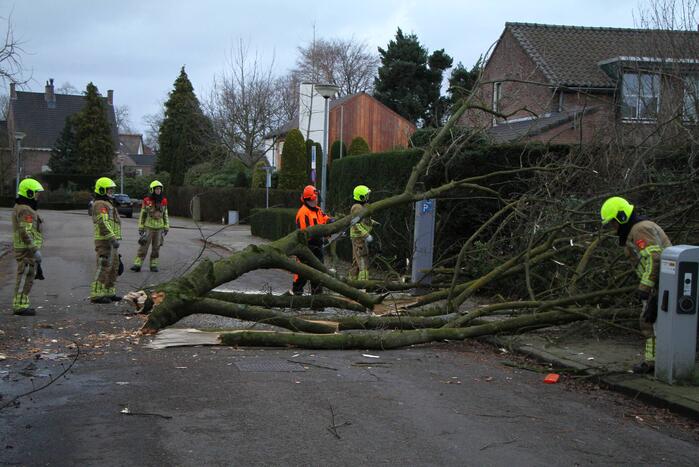 Grote tak breekt uit boom