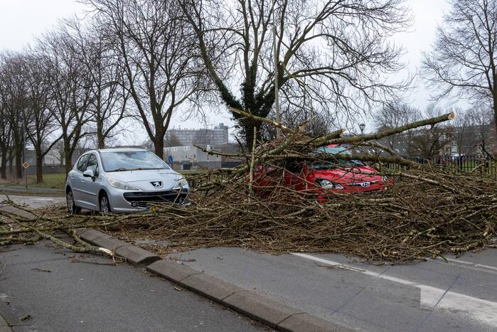 Twee auto's beschadigd door grote boom