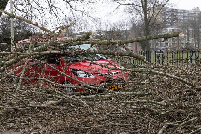 Twee auto's beschadigd door grote boom