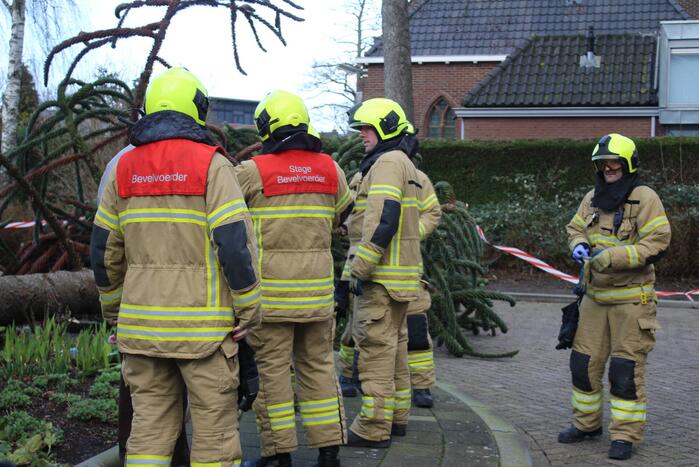 Omgewaaide boom in voortuin