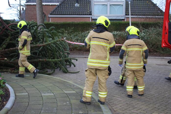 Omgewaaide boom in voortuin