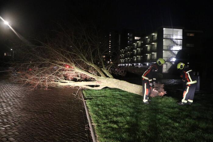Boom blokkeert weggedeelte