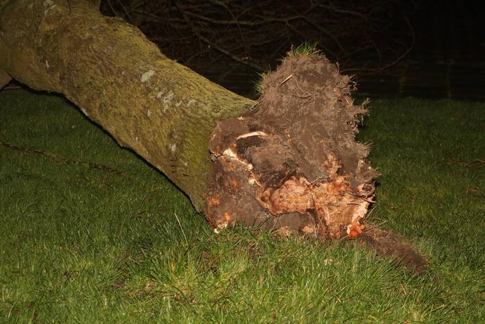 Boom blokkeert weggedeelte