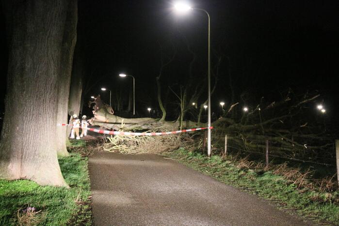 Brandweer verwijdert omgevallen boom