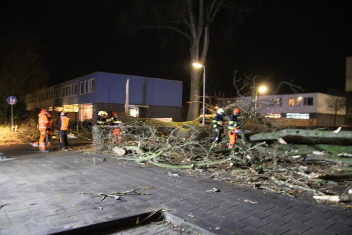 Grote boom omgewaaid in woonwijk