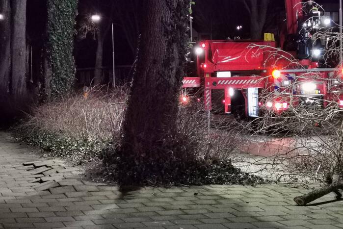 Grote boom dreigt om te vallen