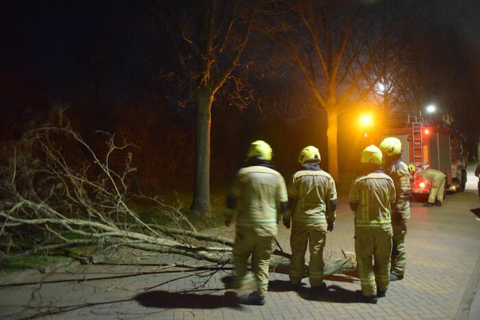 Grote tak dreigt op weg te vallen
