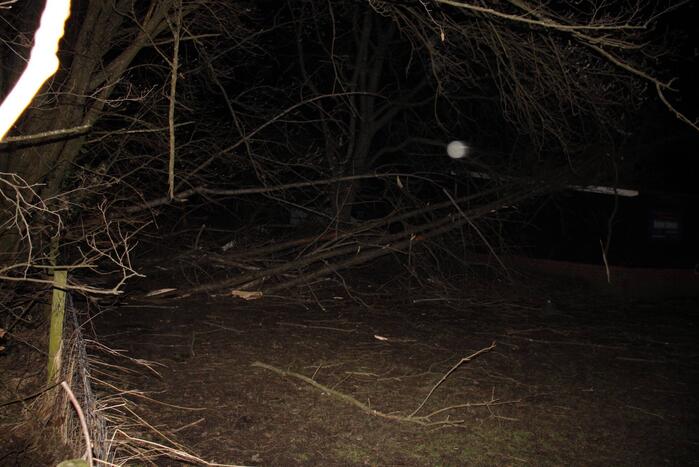 Brandweer zaagt grote boom in stukken