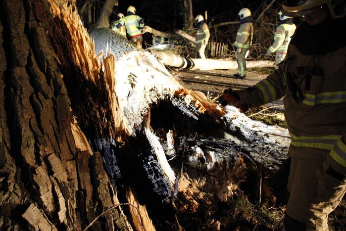 Brandweer zaagt grote boom in stukken