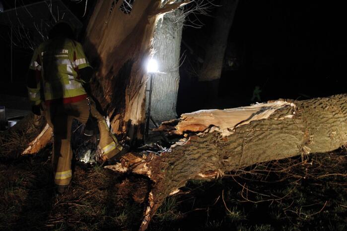 Brandweer zaagt grote boom in stukken