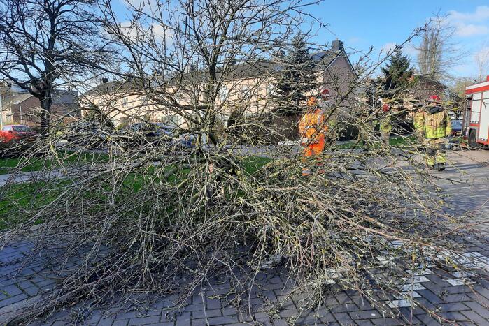 Weg verspert door een omgewaaide boom