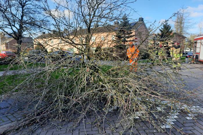 Weg verspert door een omgewaaide boom
