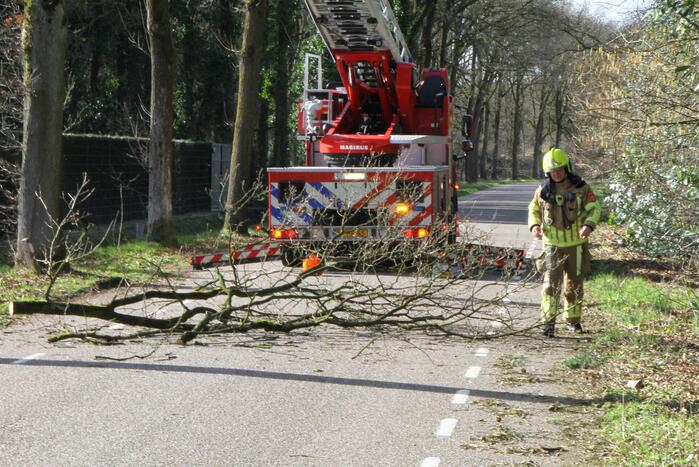 Boom dreigt op weg te vallen