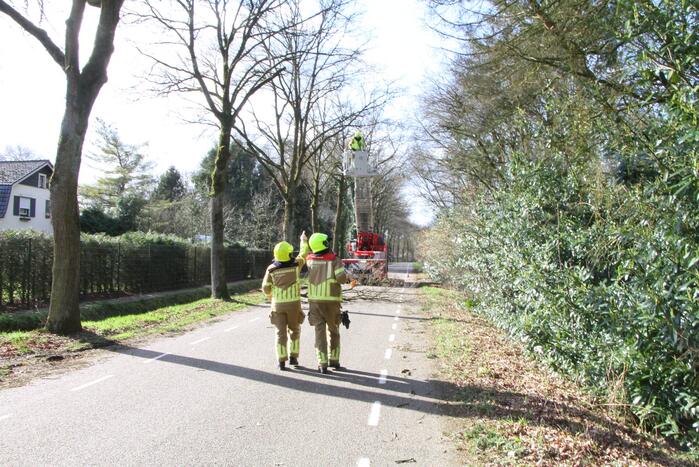 Boom dreigt op weg te vallen