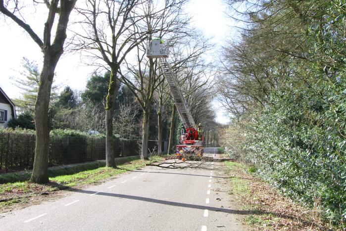 Boom dreigt op weg te vallen