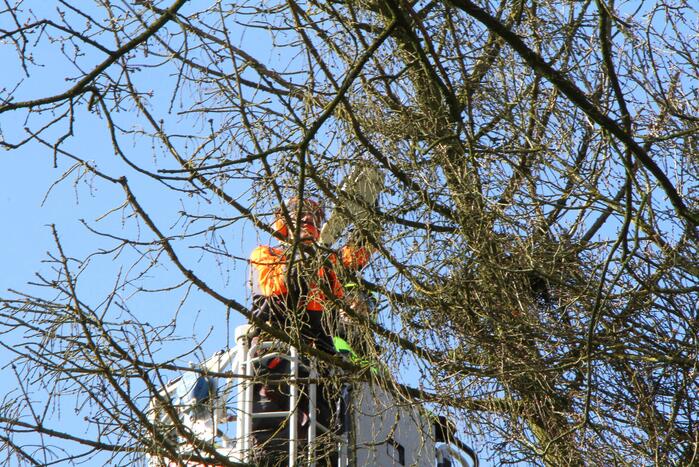 Boom dreigt op weg te vallen