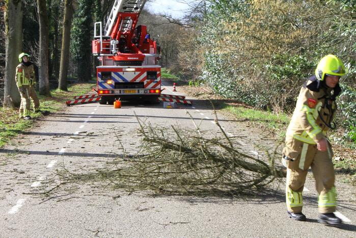 Boom dreigt op weg te vallen