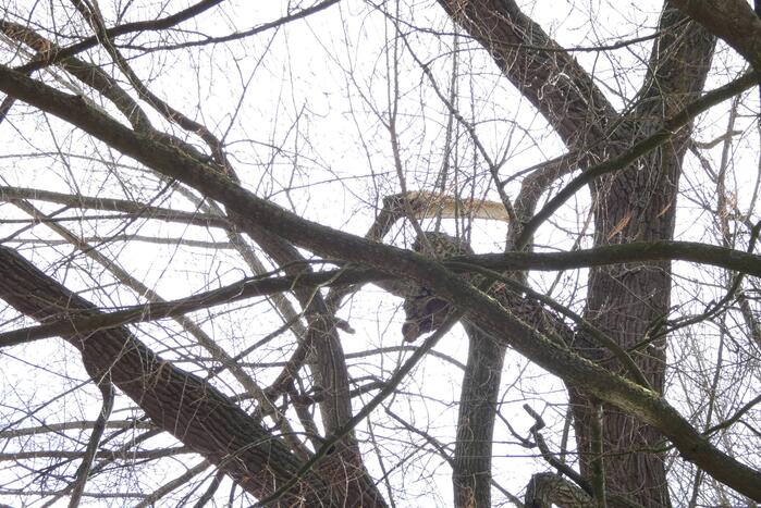 Brandweer zet gebied af vanwege gevaarlijk hangende tak