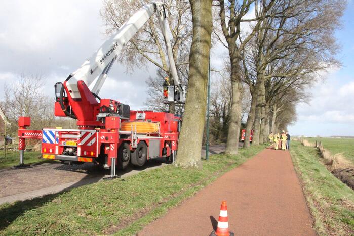 Brandweer zaagt gevaarlijk hangende tak uit boom