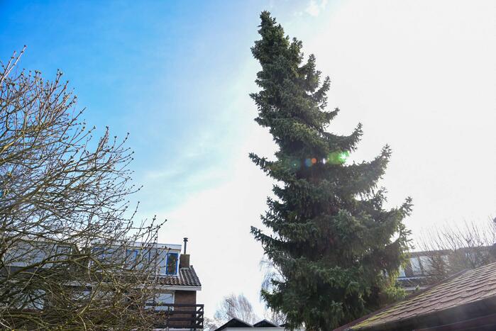 Grote boom dreigt om te waaien