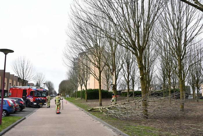 Gevaarlijk hangend deel van boom verwijderd door brandweer