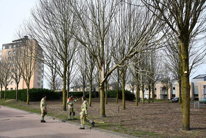 Gevaarlijk hangend deel van boom verwijderd door brandweer
