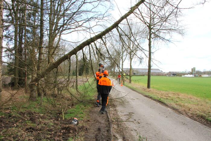 Brandweer duwt gevaarlijke boom omver