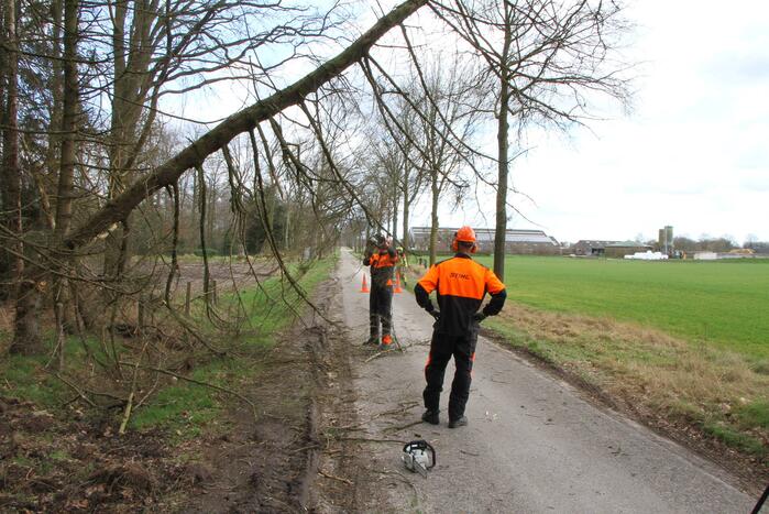 Brandweer duwt gevaarlijke boom omver