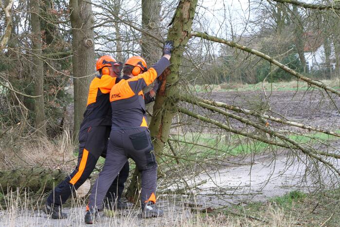 Brandweer duwt gevaarlijke boom omver