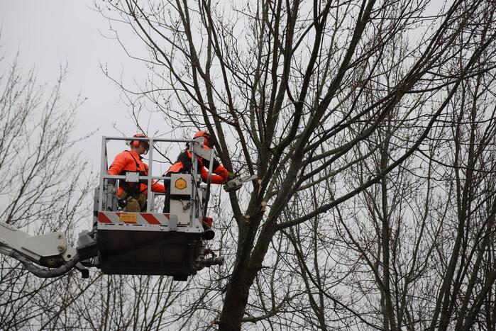 Boom dreigt op woning te vallen