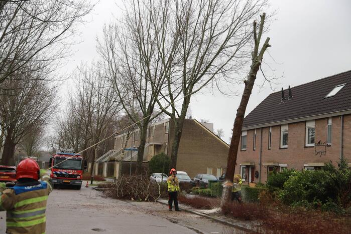 Boom dreigt op woning te vallen