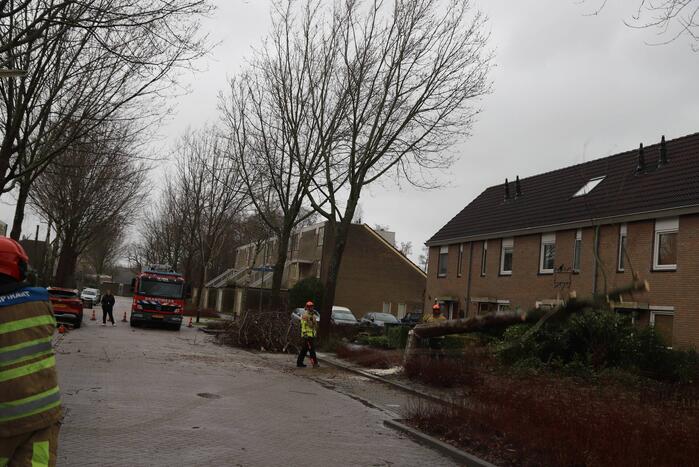 Boom dreigt op woning te vallen